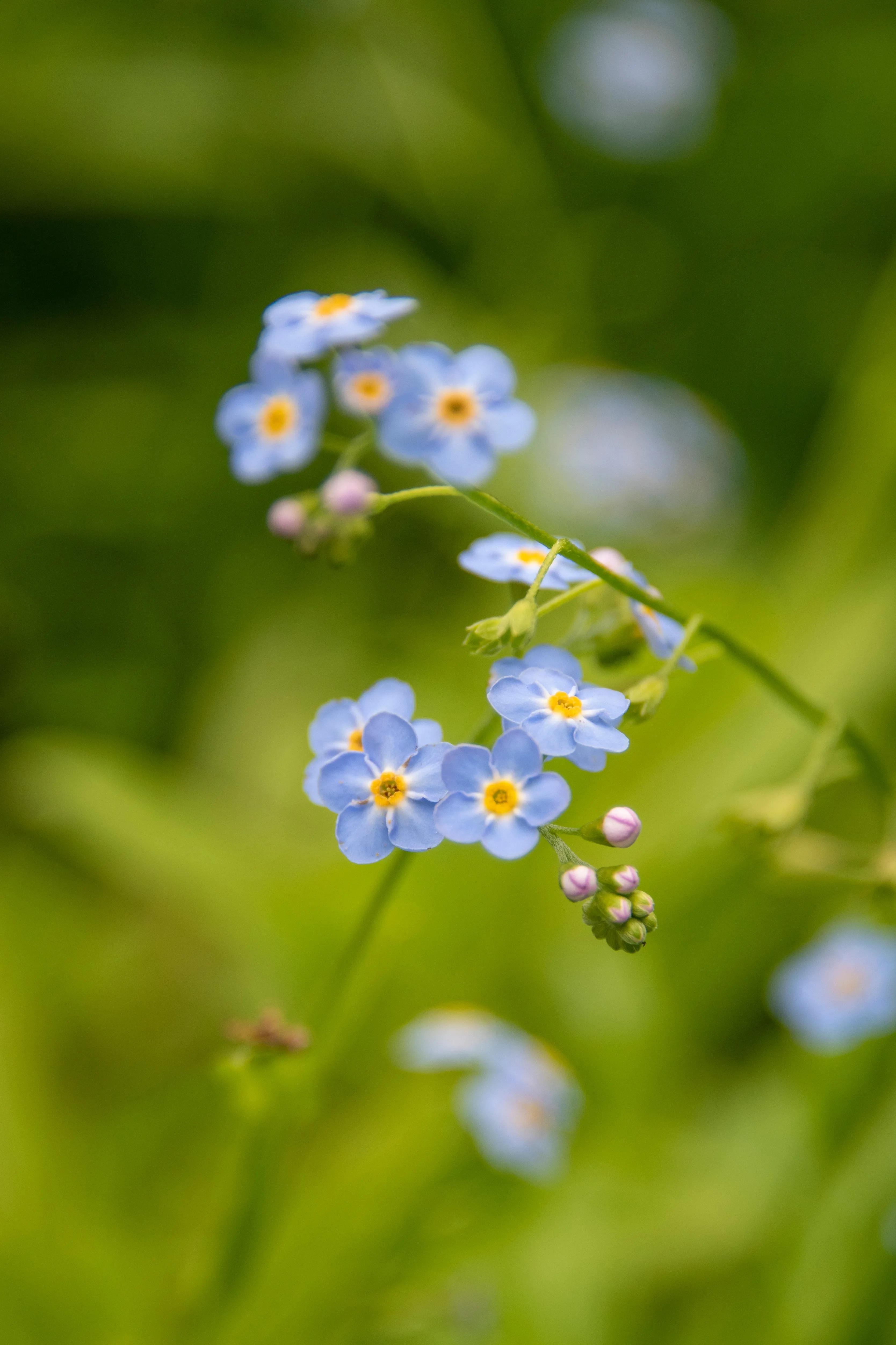 The Margot - Our Round Forget-Me-Not Kidney Dangle Earrings